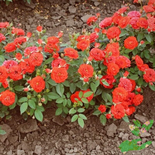 Розы Оранж Мейландина фото 1