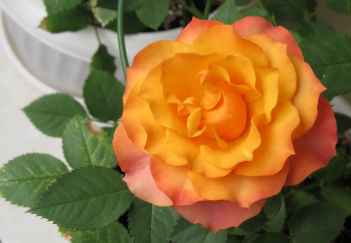 Розы Импала Кордана фото 4