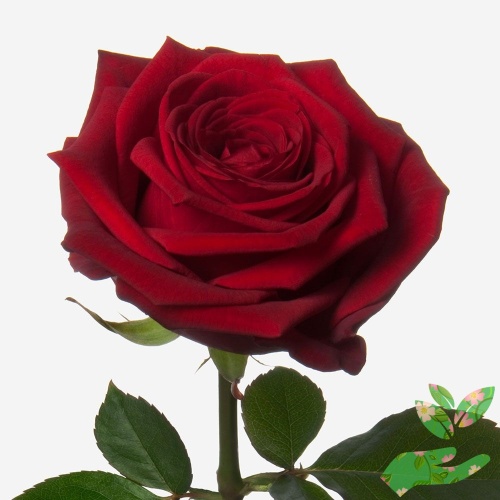 Розы Ред Наоми фото 1
