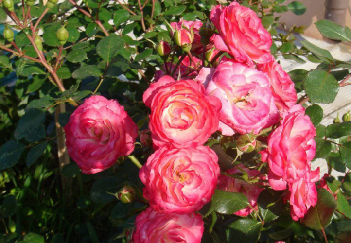 Розы Пат де Велюр фото 3
