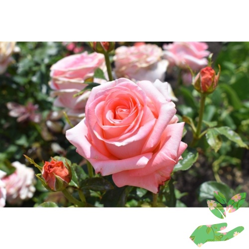 Розы Нобилис фото 1