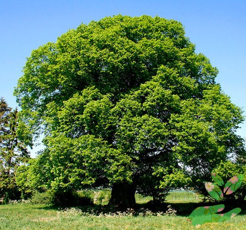 Лиственное дерево Липа фото 1
