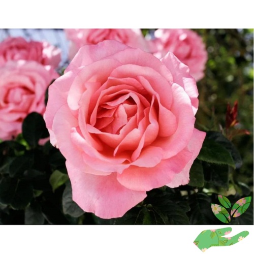 Розы Пинк Ноблесс фото 1