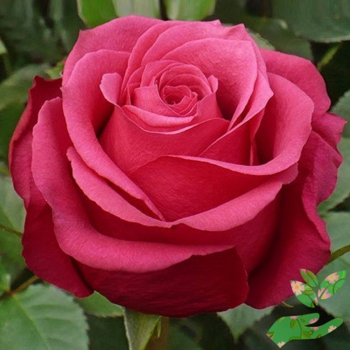 Розы Амалия фото 1