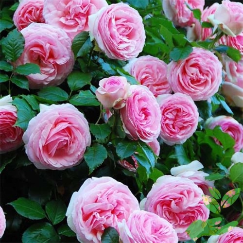 Розы Пьер де Ронсар фото 1