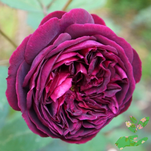 Розы Фольстаф фото 1