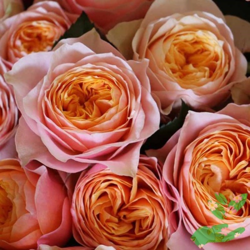 Розы Вувузела Розовая фото 1