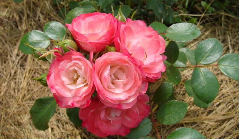 Розы Пат де Велюр фото 4