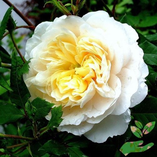Розы Крокус Роуз фото 1