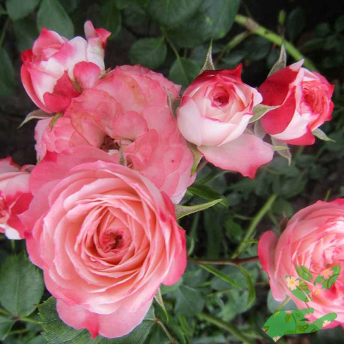 Розы Пат де Велюр фото 1