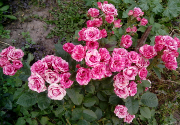 Розы Флеш Данс фото 2