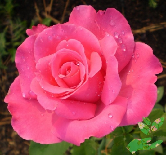 Розы Шакира фото 1