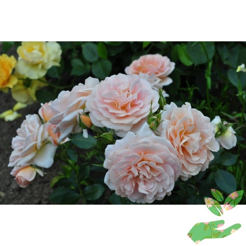 Розы Гейша фото 1