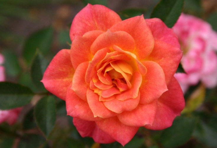Розы Мандарин фото 4