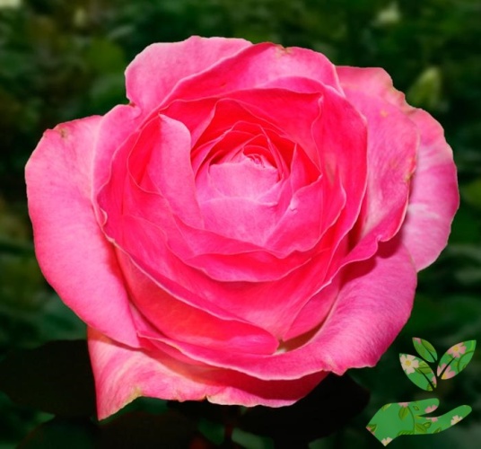 Розы Кэнди Аваланж фото 1