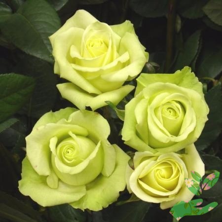 Розы Амандина фото 1