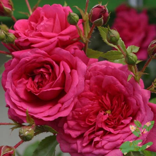 Розы Лагуна фото 1