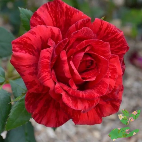 Розы Ред Интуишн фото 1