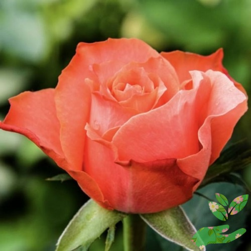 Розы Деметра фото 1