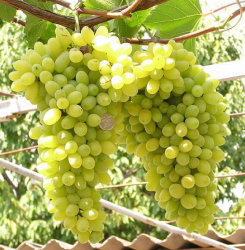 Саженцы винограда Лора фото 2
