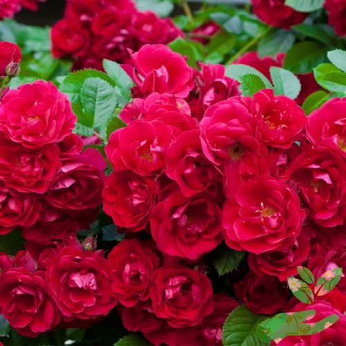 Розы Ред Фейри фото 1