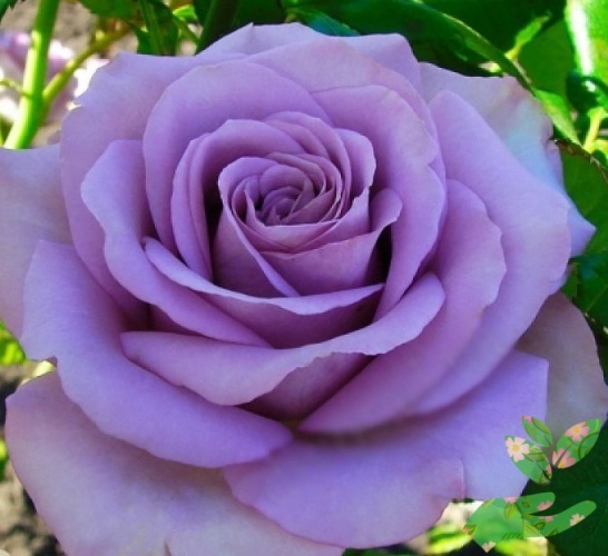 Розы Кул Ватер фото 1