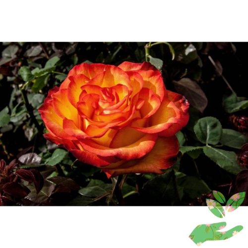 Розы Оранжевая Магия фото 1