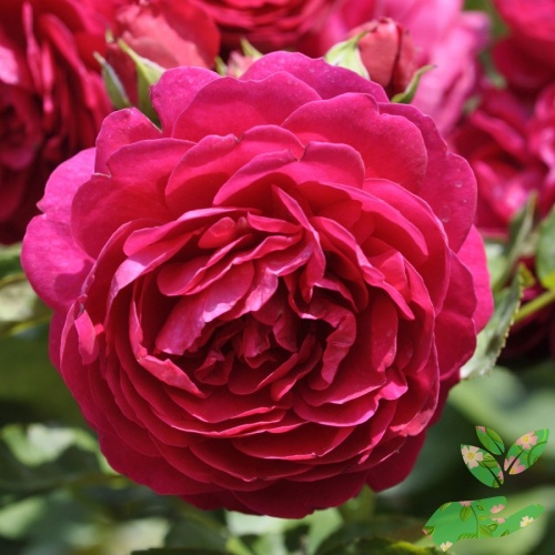 Розы Аскот фото 1