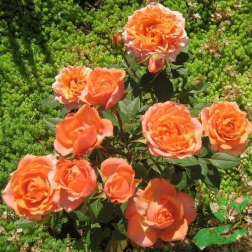 Розы Импала Кордана фото 1