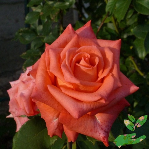 Розы Импульс фото 1