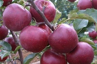 Саженцы яблони Флорина фото 2