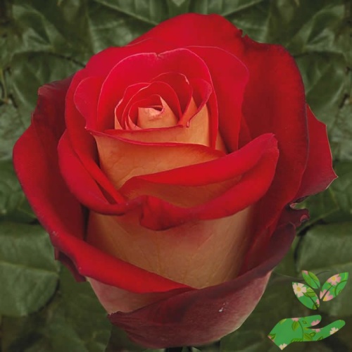 Розы Френдшип фото 1