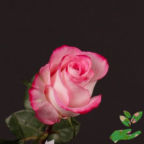 Розы Хай Бонита фото 1