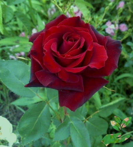 Розы Табу фото 1