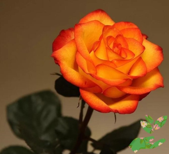 Розы Солнышко фото 1