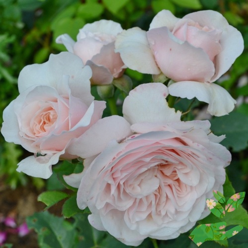 Розы Клер Роуз фото 1