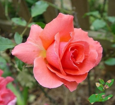 Розы Визион фото 1
