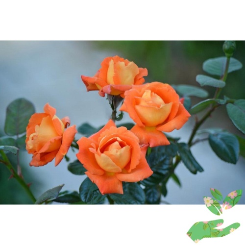 Розы Луи де Фюнес фото 1