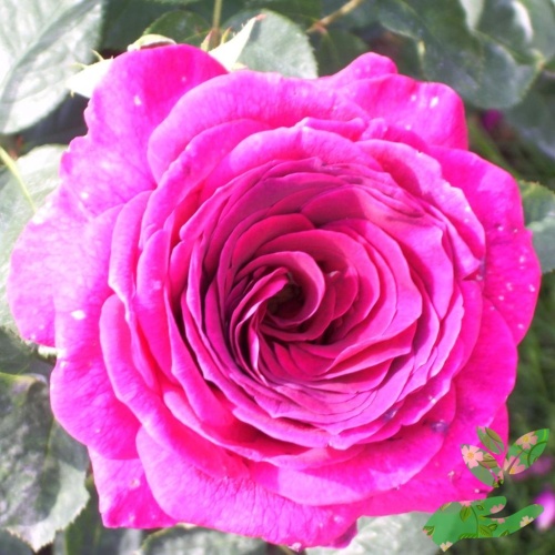 Розы Биг Перпл фото 1