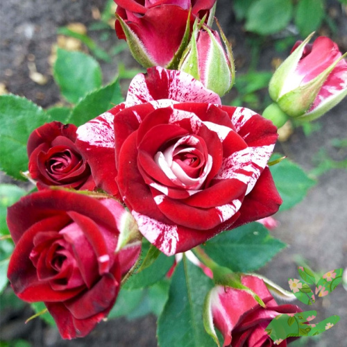 Розы Найт Флеш фото 1
