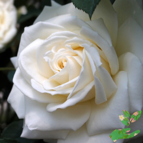 Розы Тенека фото 1