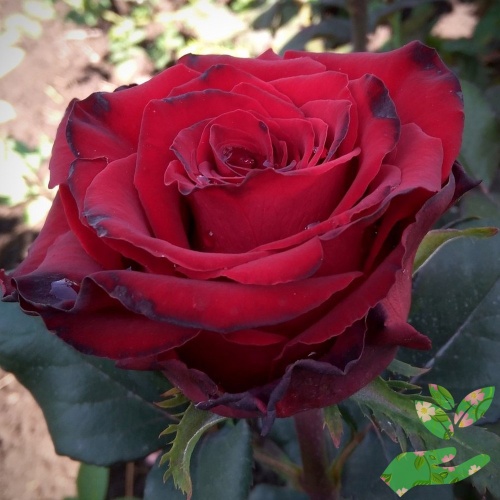 Розы Ред Амур фото 1