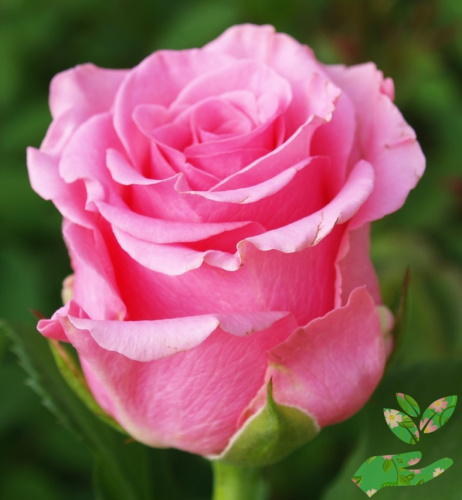 Розы Розовая Магия фото 1