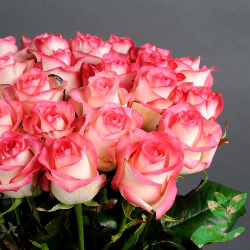 Розы Джумилия фото 1
